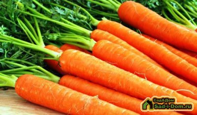 Как сажать морковь