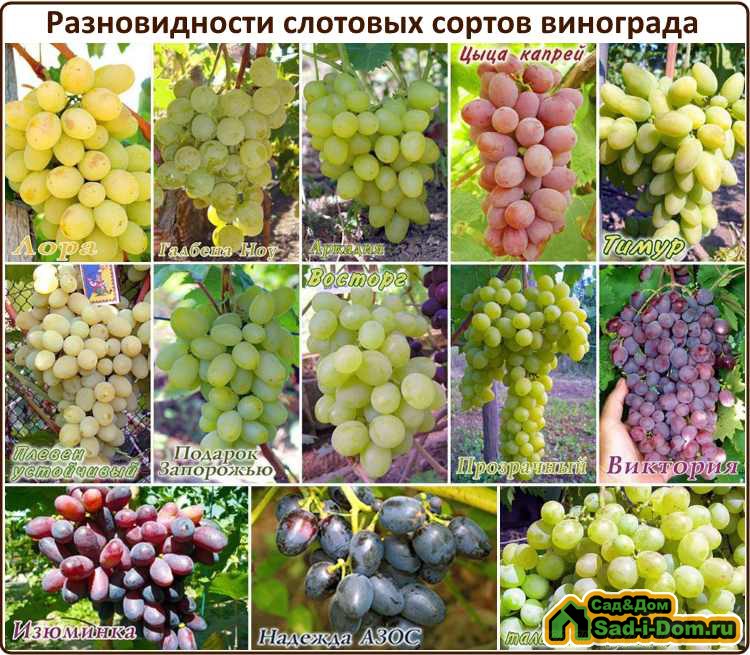 Разновидности столовых сортов винограда
